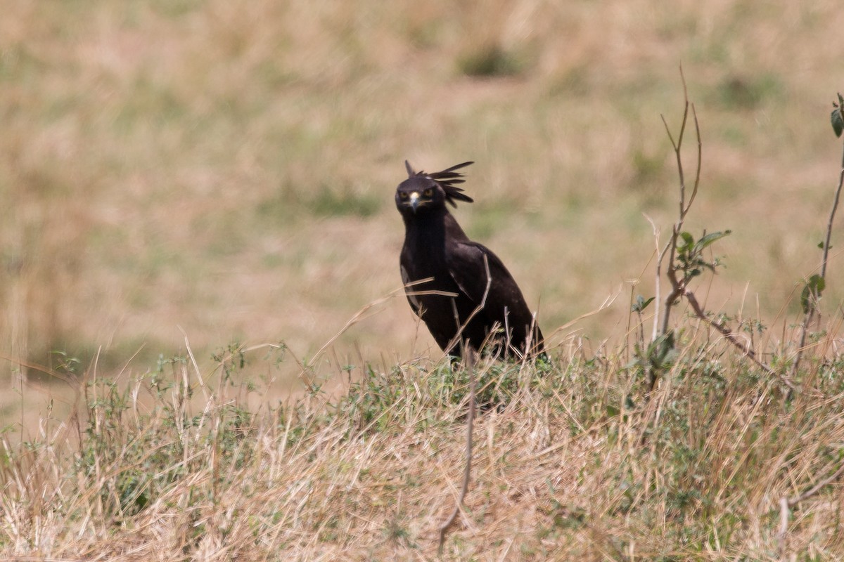 Long-crested Eagle - ML622047453