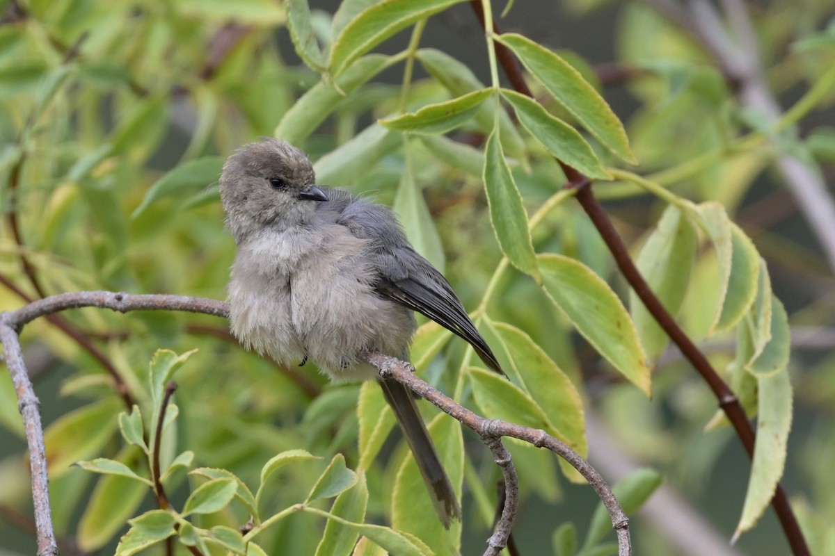 Bushtit - ML622047455