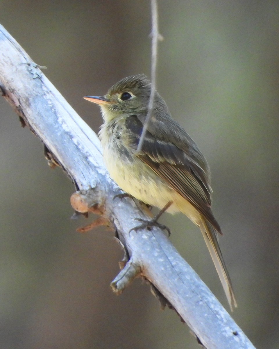 Western Flycatcher - ML622047457