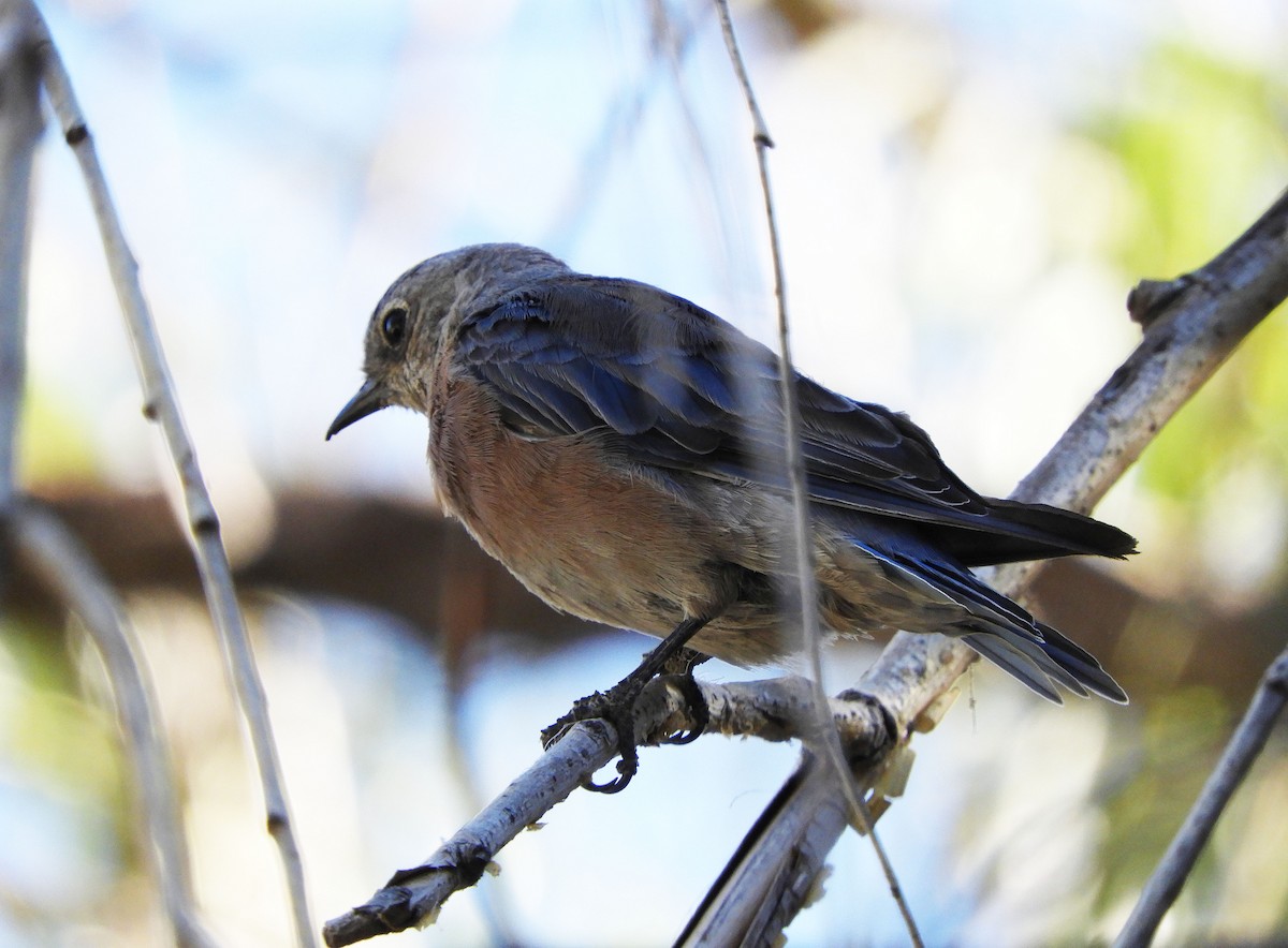 Western Bluebird - ML622047458