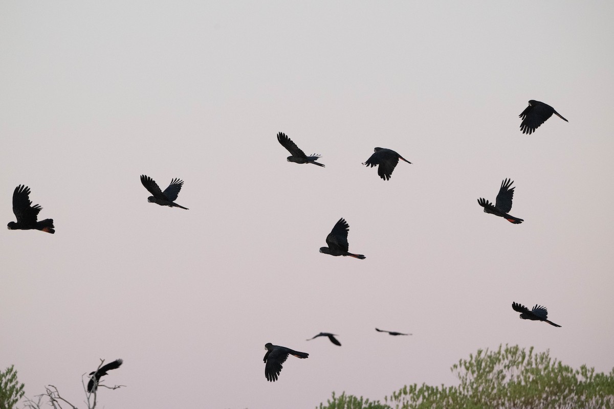 Red-tailed Black-Cockatoo - ML622047459