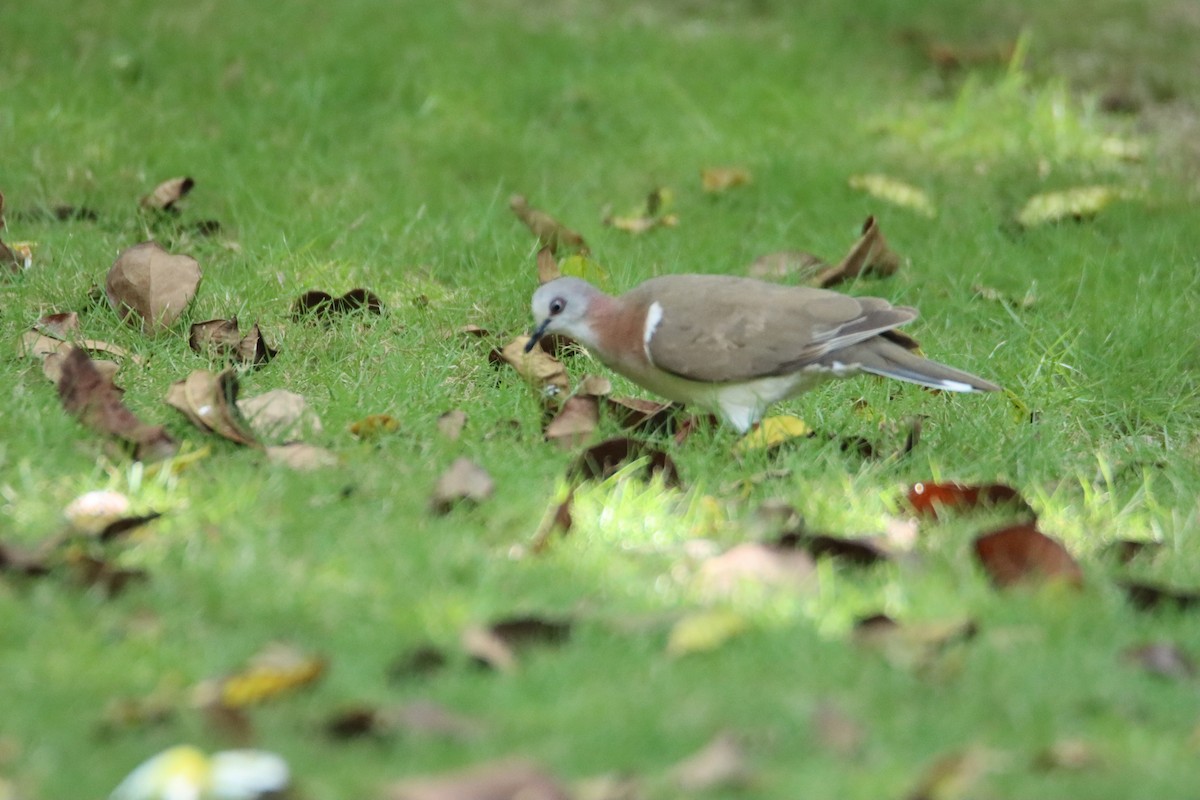 Caribbean Dove - ML622047460