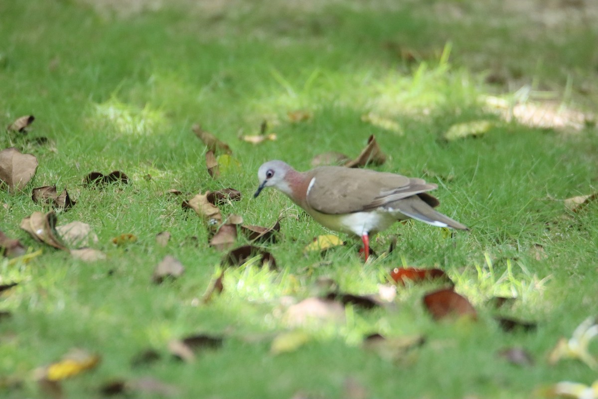 Caribbean Dove - ML622047461