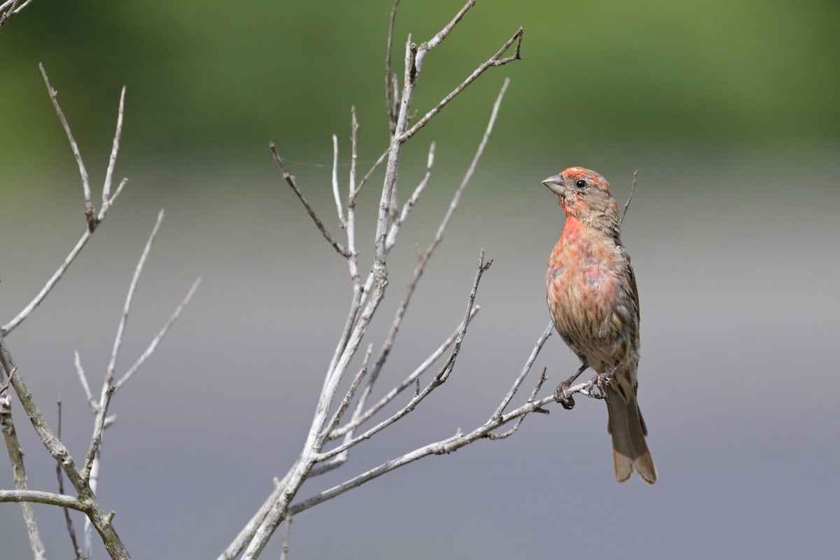 House Finch - ML622047463