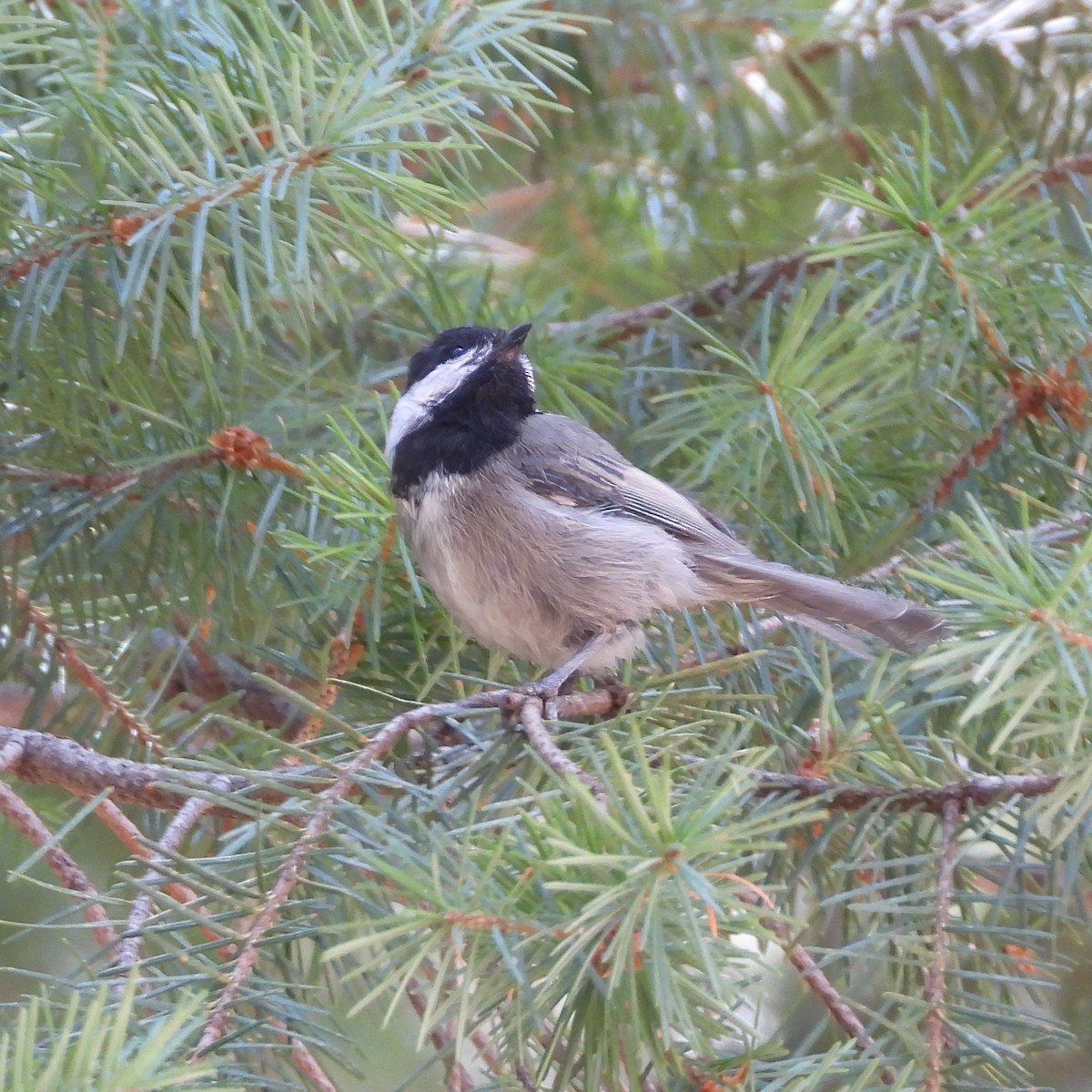 Mexican Chickadee - Clayton  Peoples