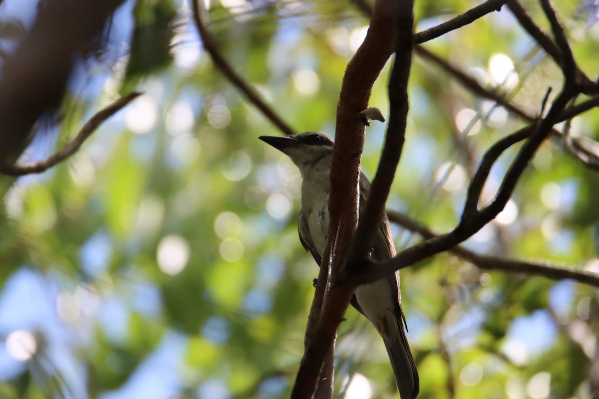 Gray Kingbird - ML622047466