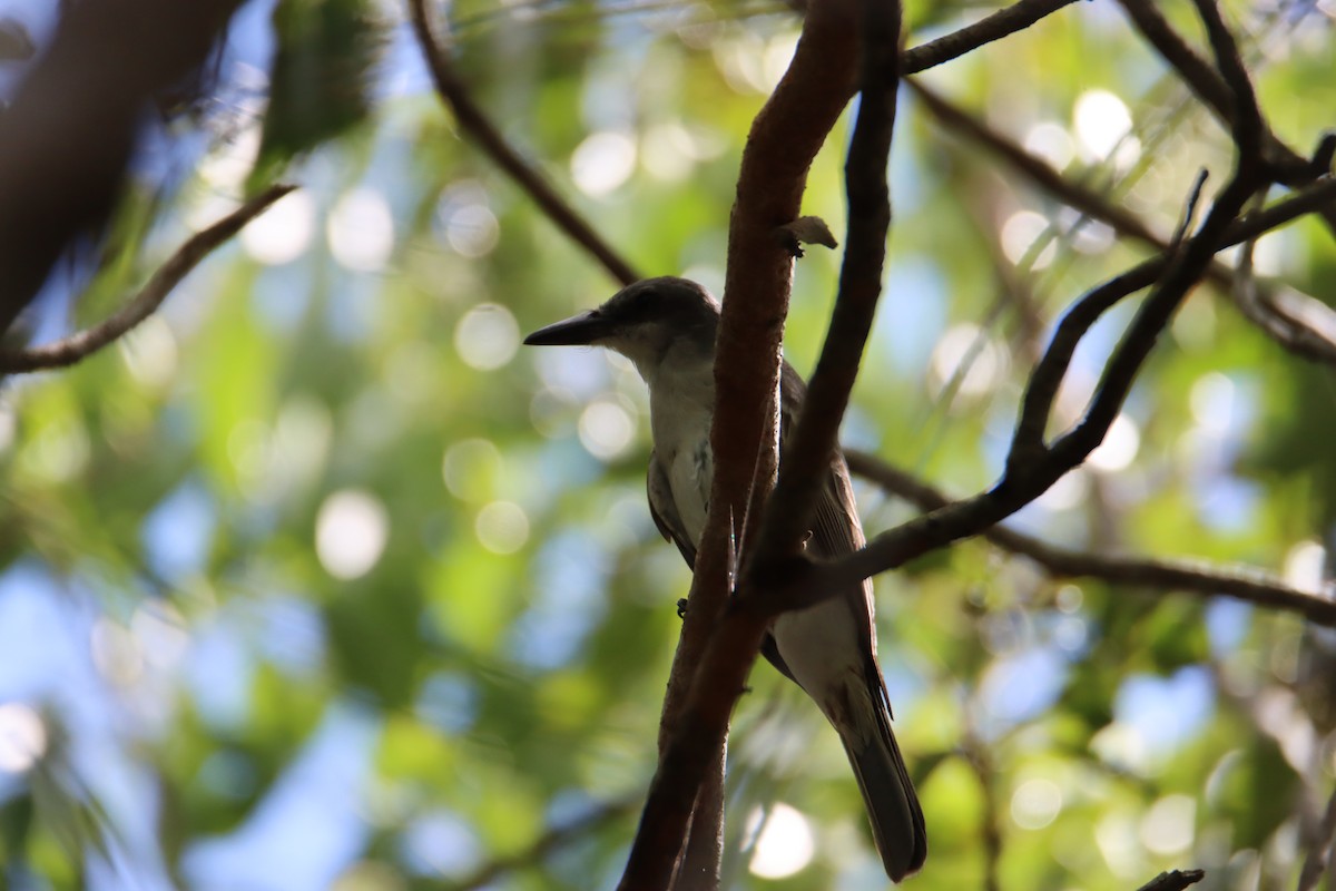 Gray Kingbird - John Keegan