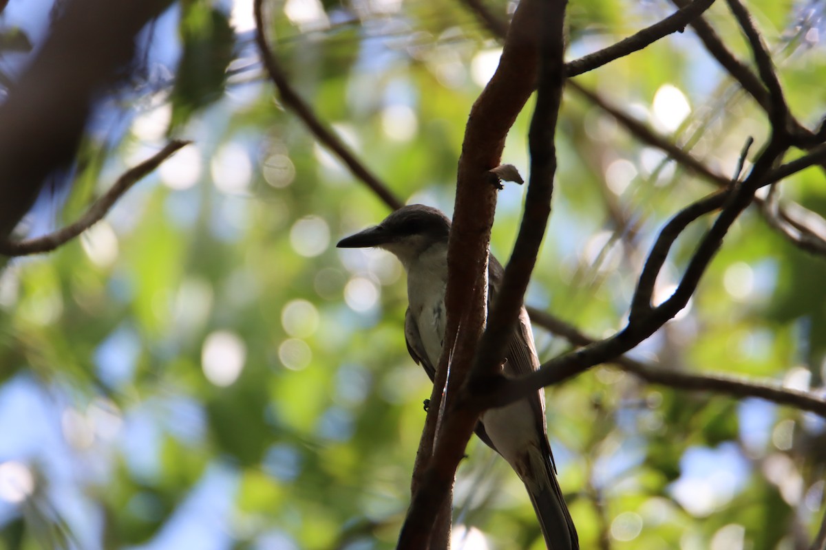 Gray Kingbird - ML622047468