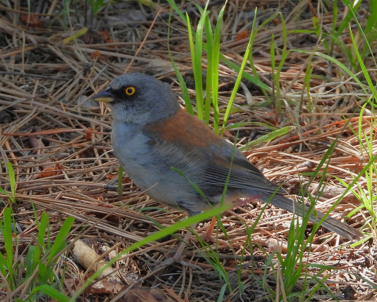 Yellow-eyed Junco - Clayton  Peoples