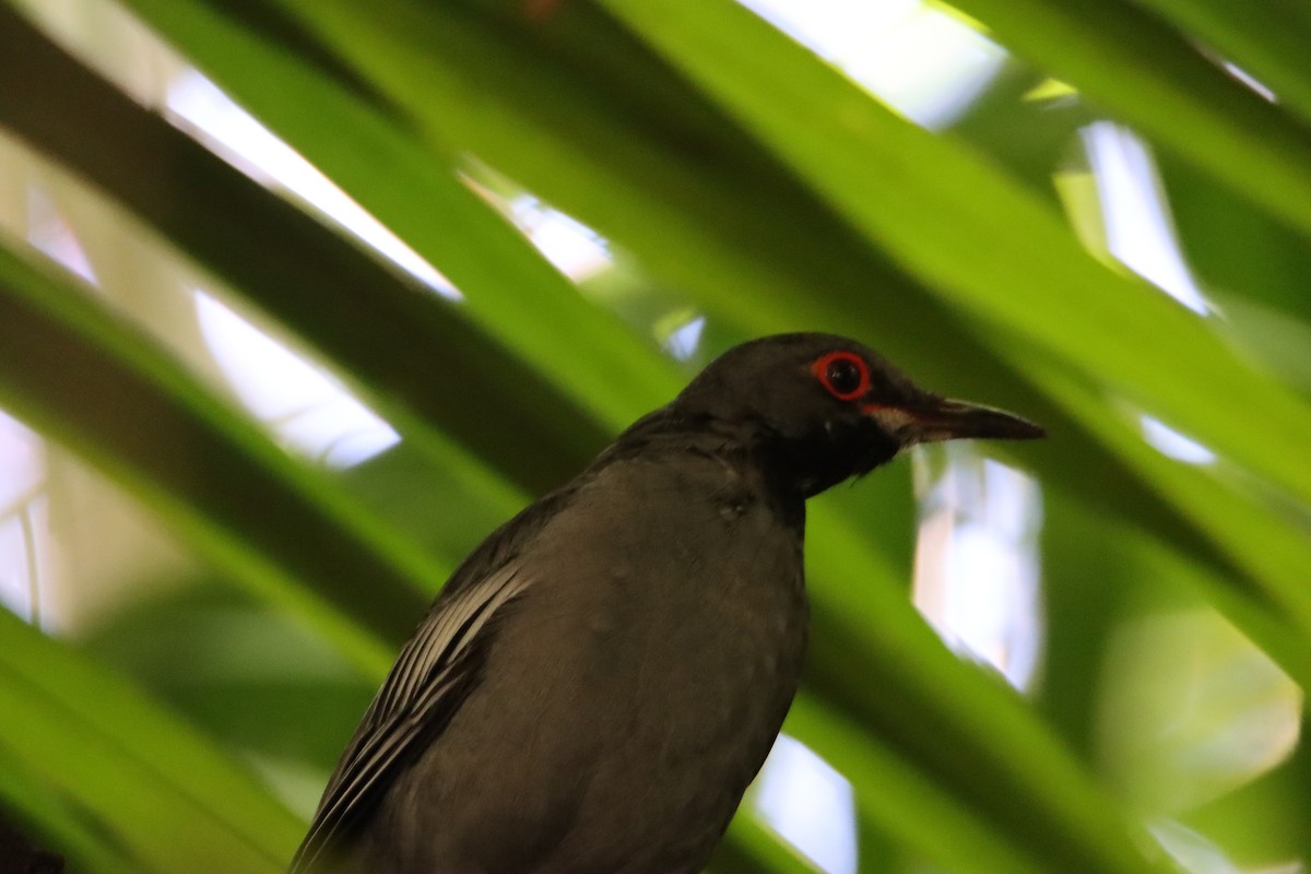 Red-legged Thrush - ML622047480