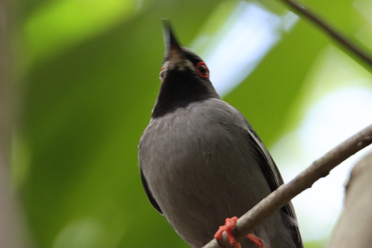 Red-legged Thrush - John Keegan