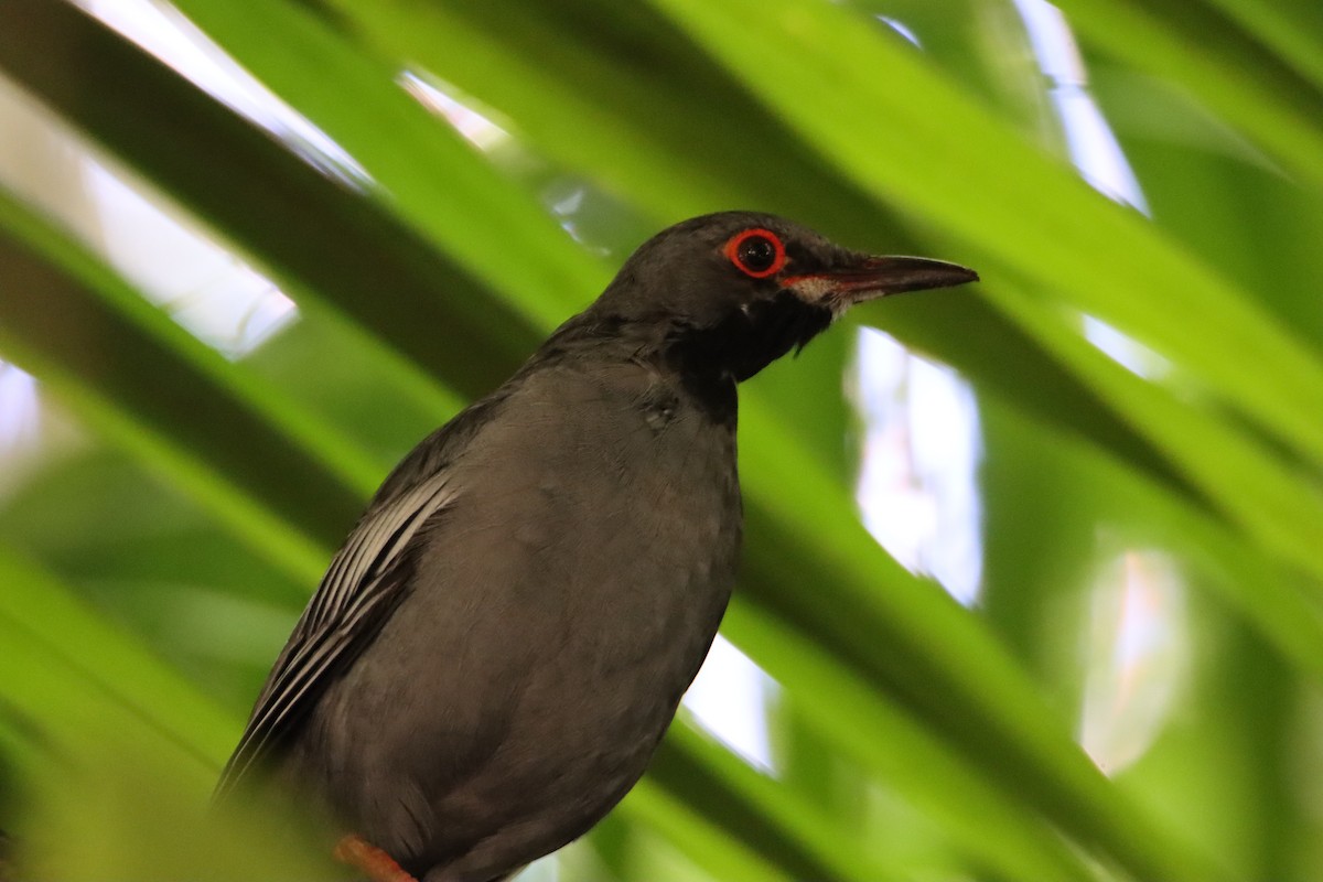 Red-legged Thrush - ML622047482