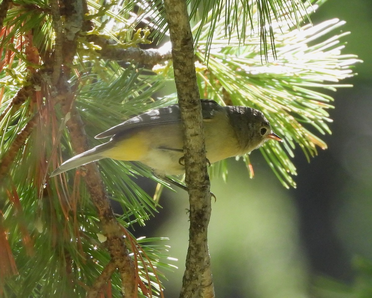 Virginia's Warbler - Clayton  Peoples