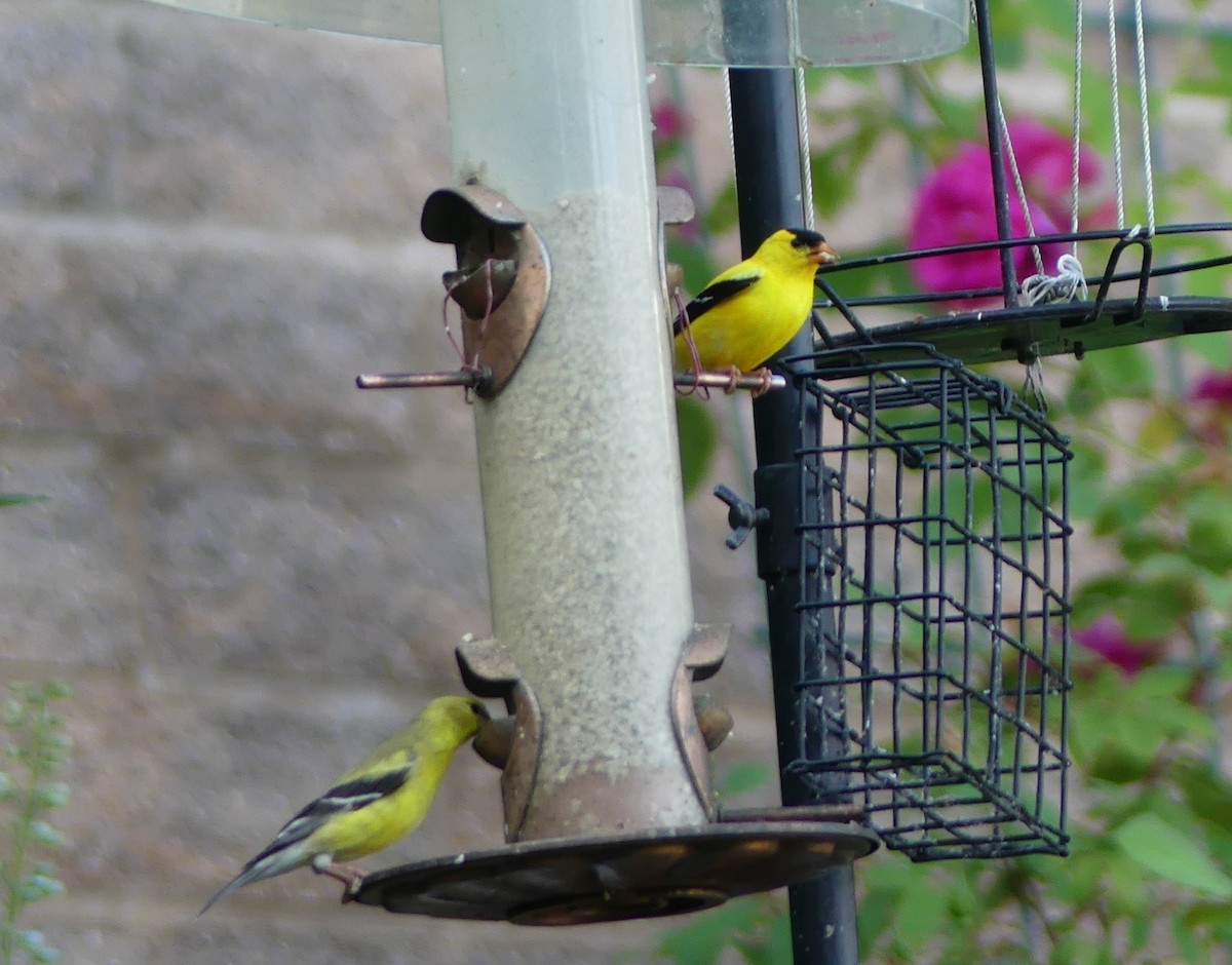 American Goldfinch - Christine Zihrul