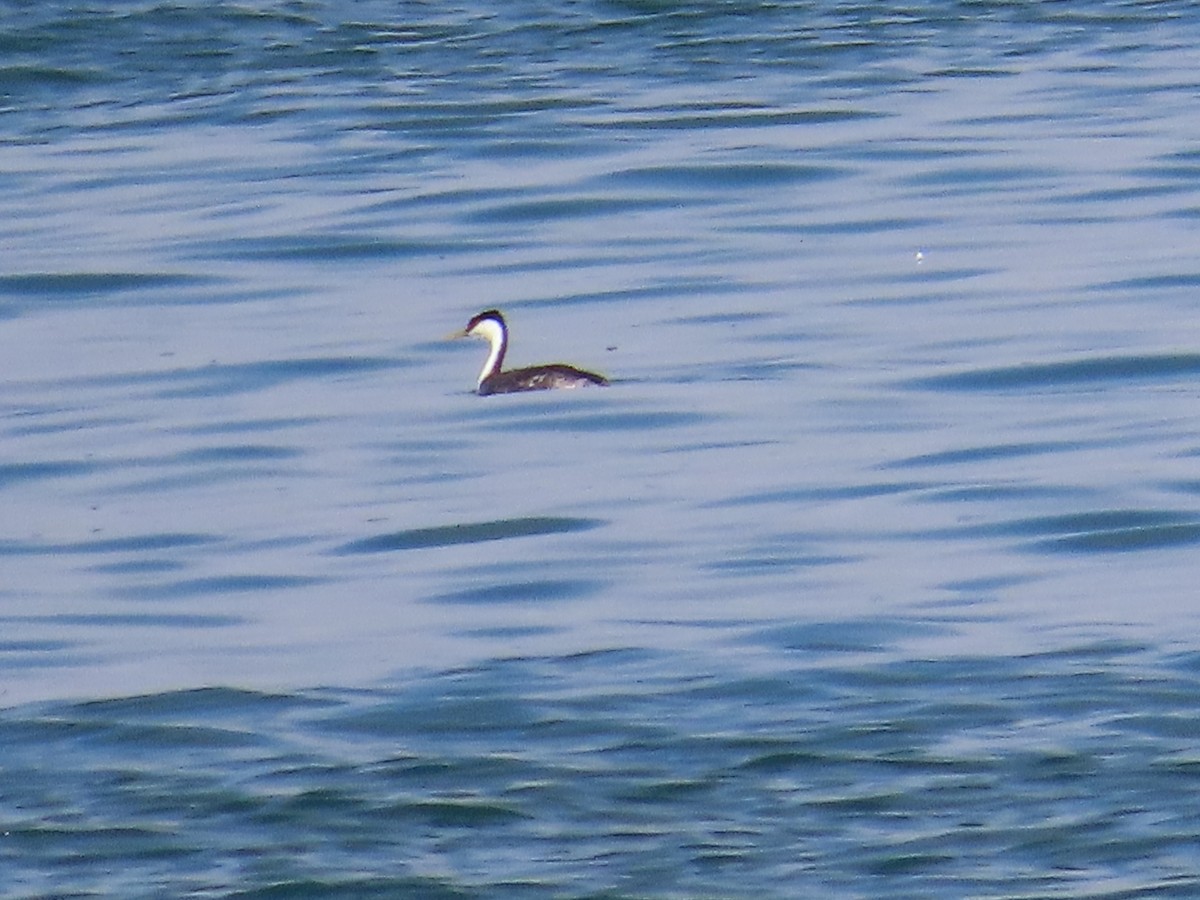 Western Grebe - ML622047489