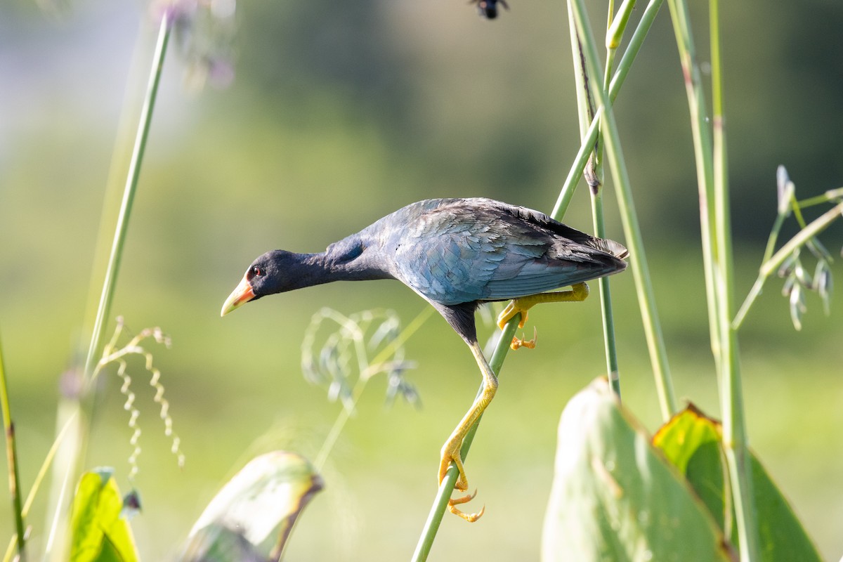 Purple Gallinule - ML622047490