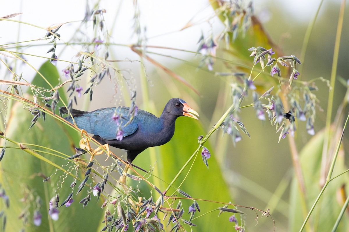 Purple Gallinule - ML622047491