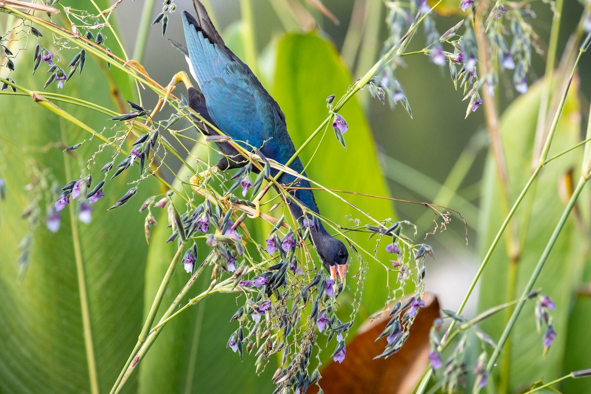 Purple Gallinule - Jim McGinity