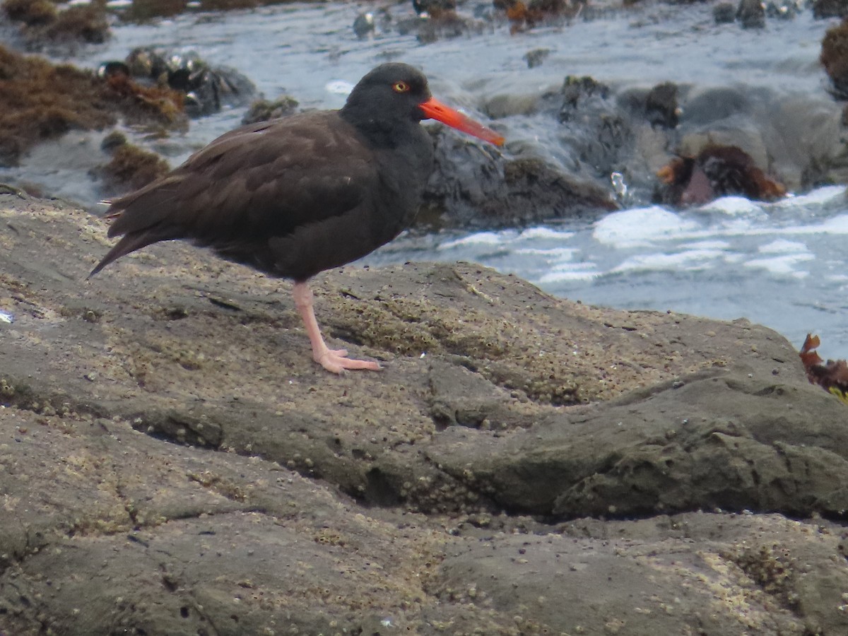 Black Oystercatcher - ML622047493