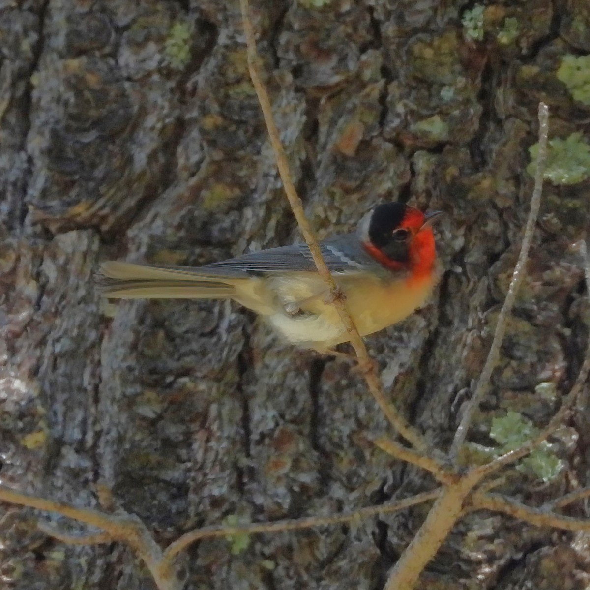 Red-faced Warbler - ML622047494