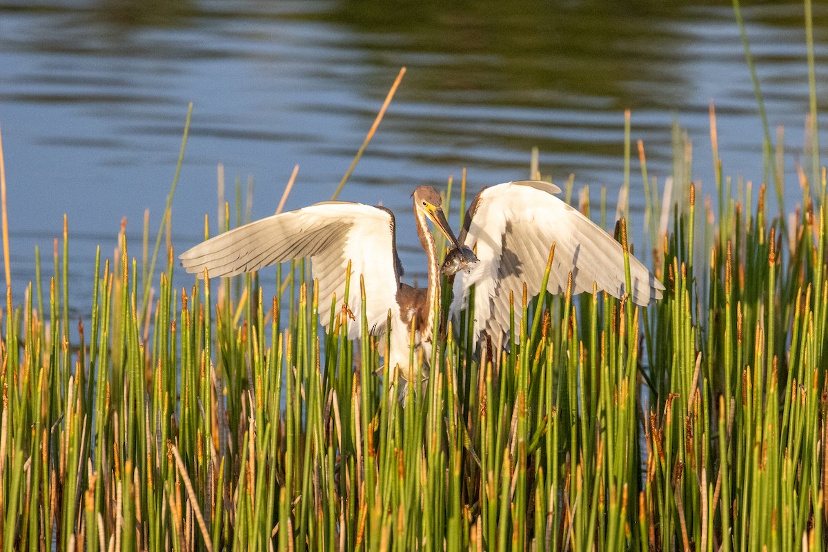 Tricolored Heron - ML622047495