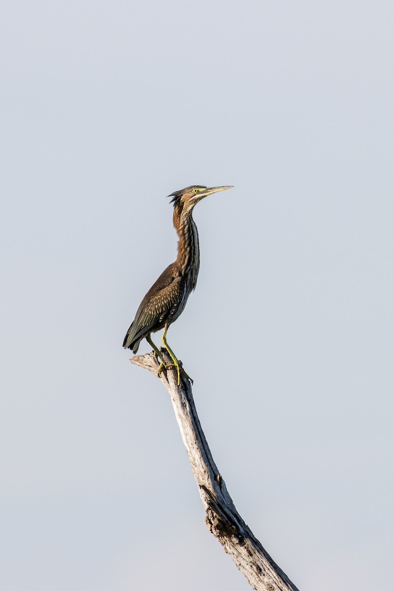 Green Heron - ML622047496