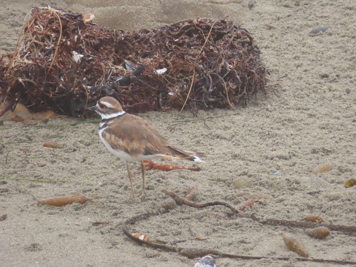 Killdeer - ML622047497