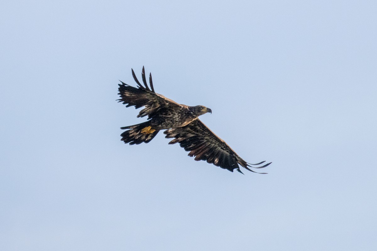 Bald Eagle - Jim McGinity