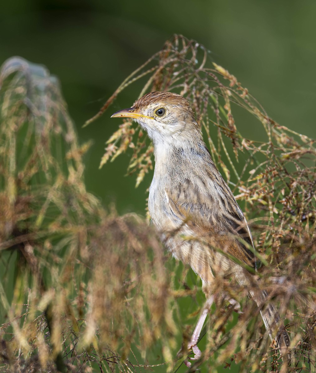 Rattling Cisticola - ML622047500