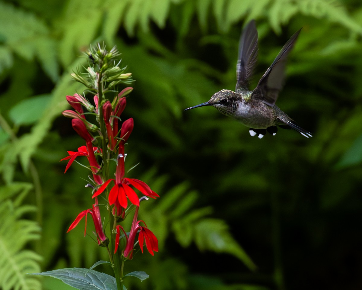 Ruby-throated Hummingbird - ML622047501