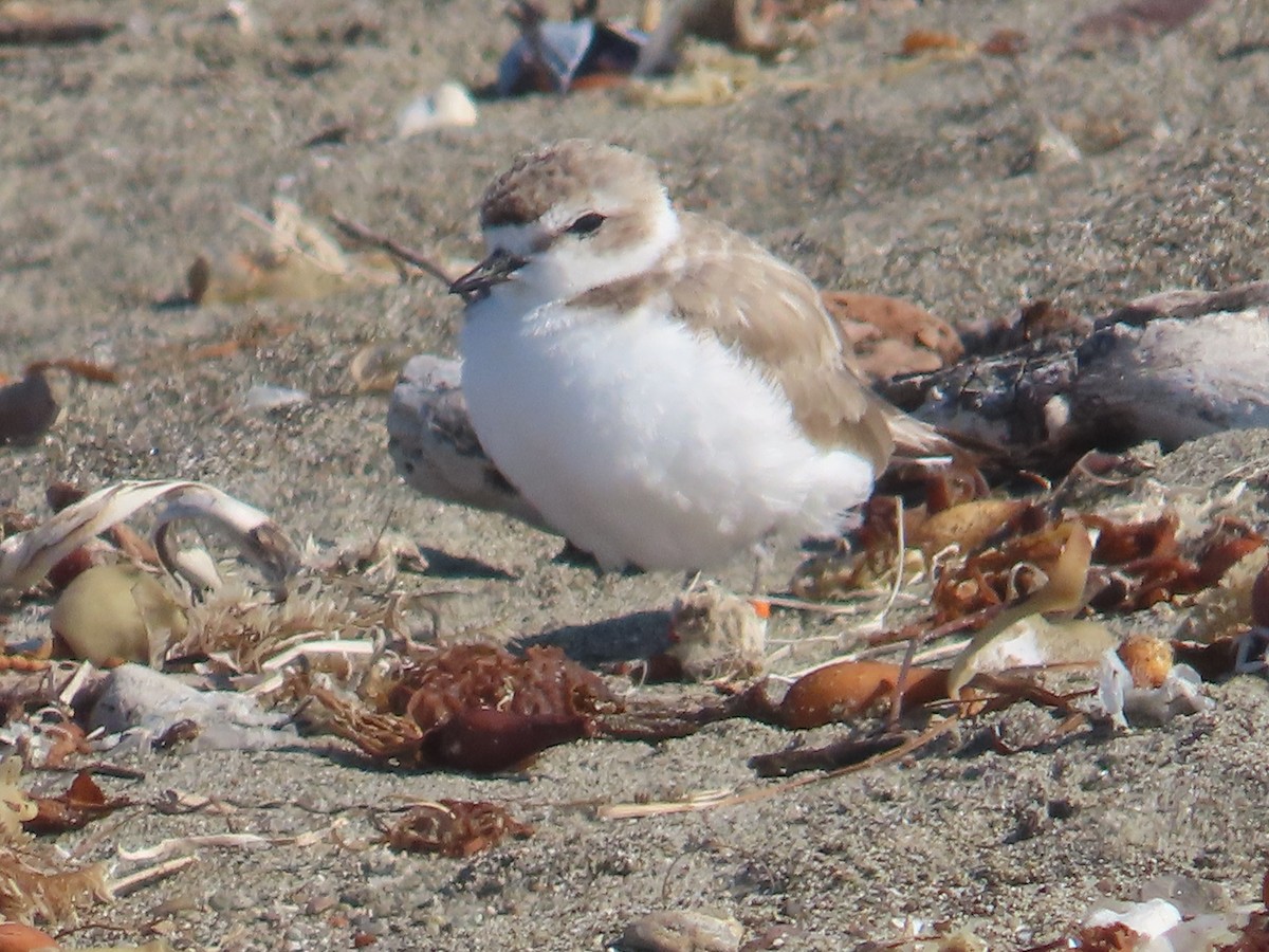 Snowy Plover - ML622047502