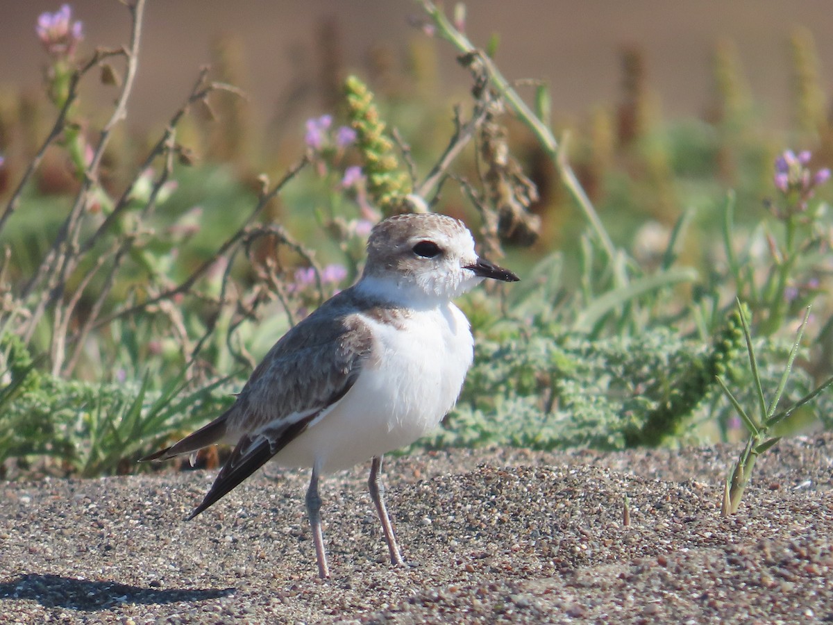 Snowy Plover - ML622047503