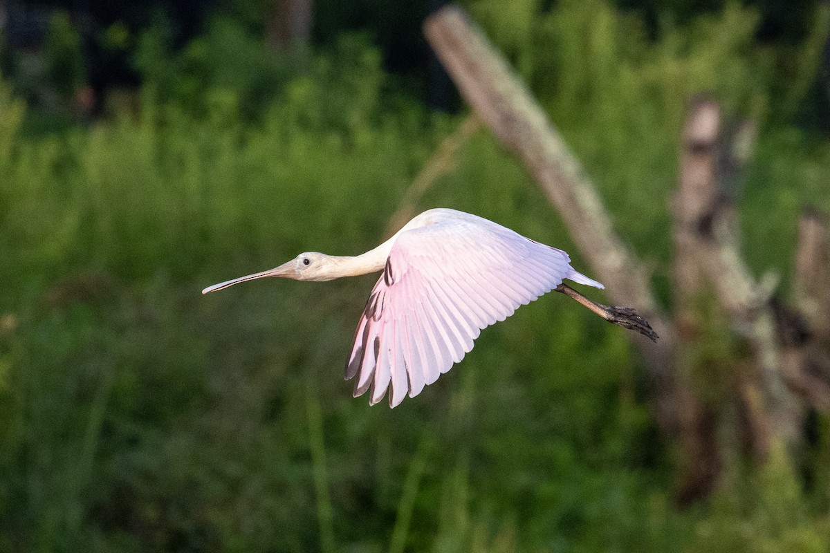 Roseate Spoonbill - ML622047504