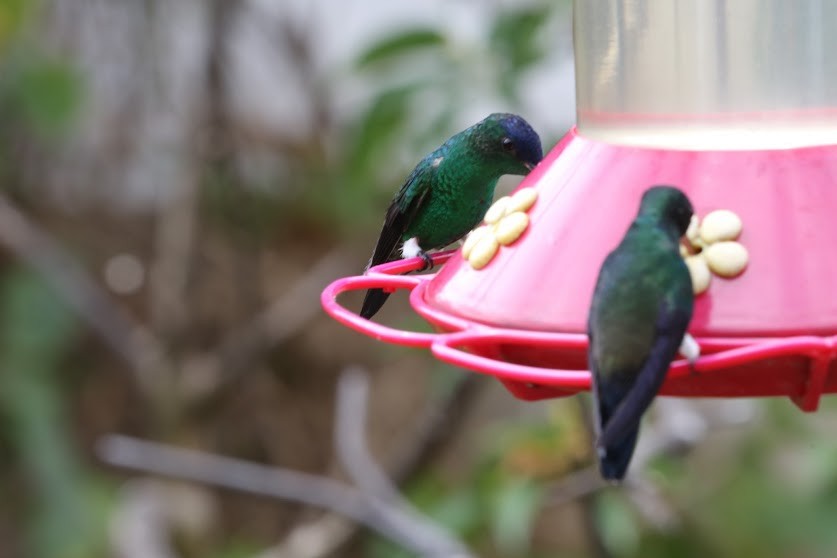 Red-billed Emerald - ML622047505