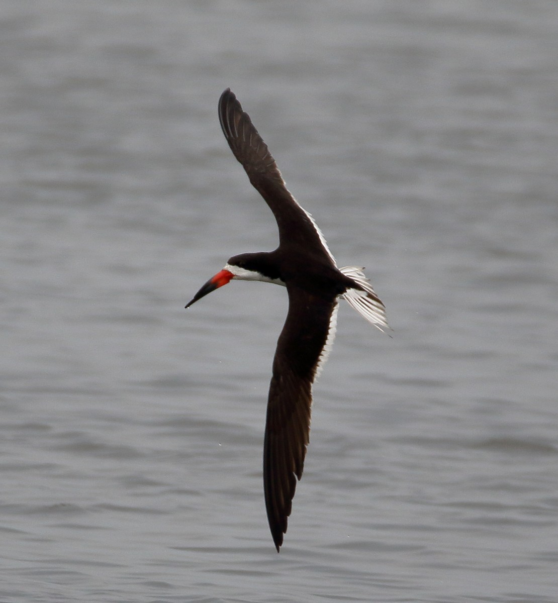 Black Skimmer - ML622047506