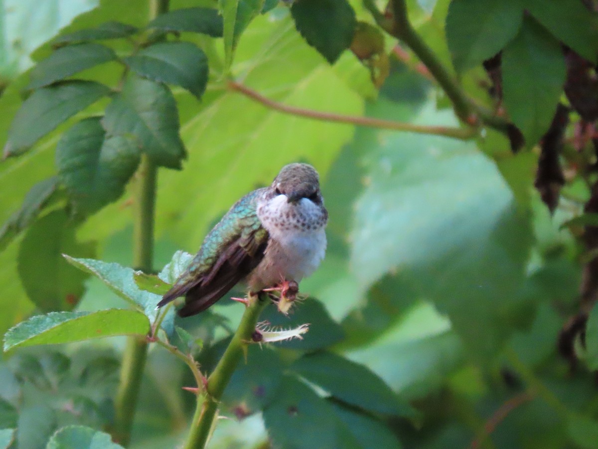 Ruby-throated Hummingbird - ML622047507