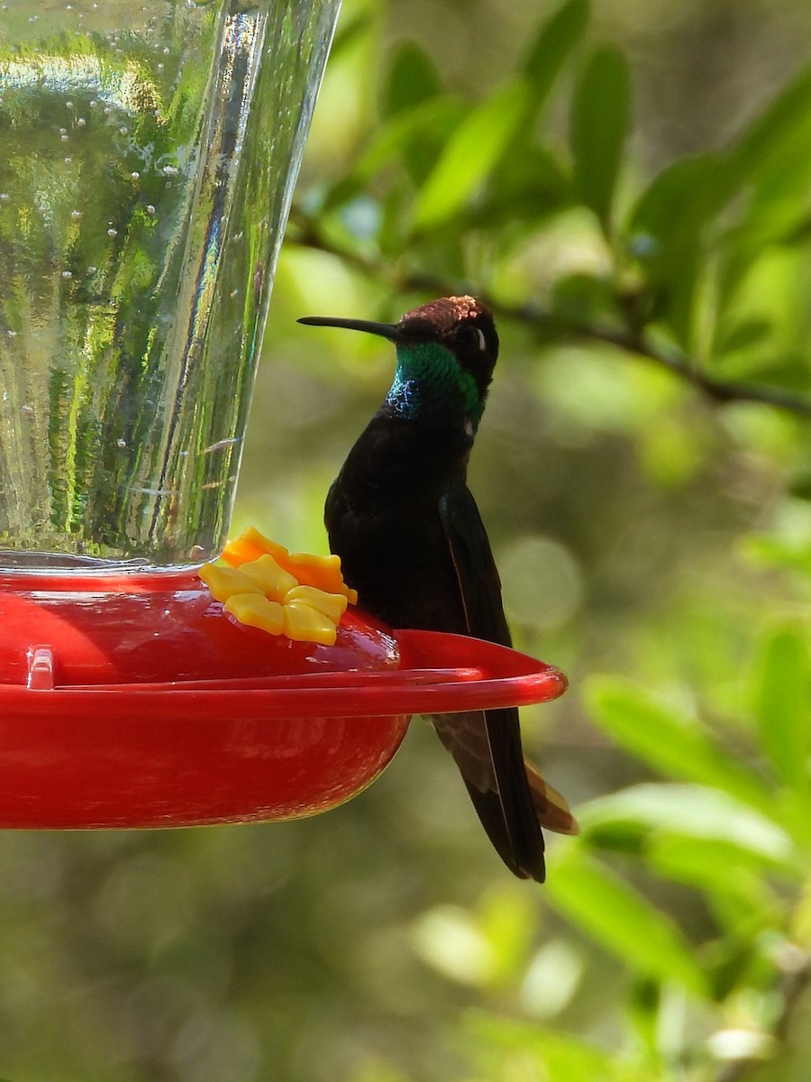 kolibřík skvostný - ML622047508