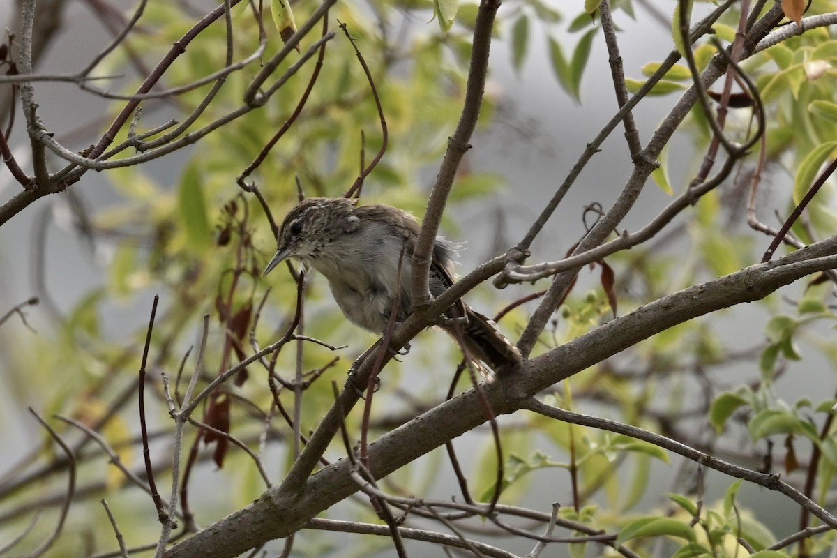 Bewick's Wren - ML622047509