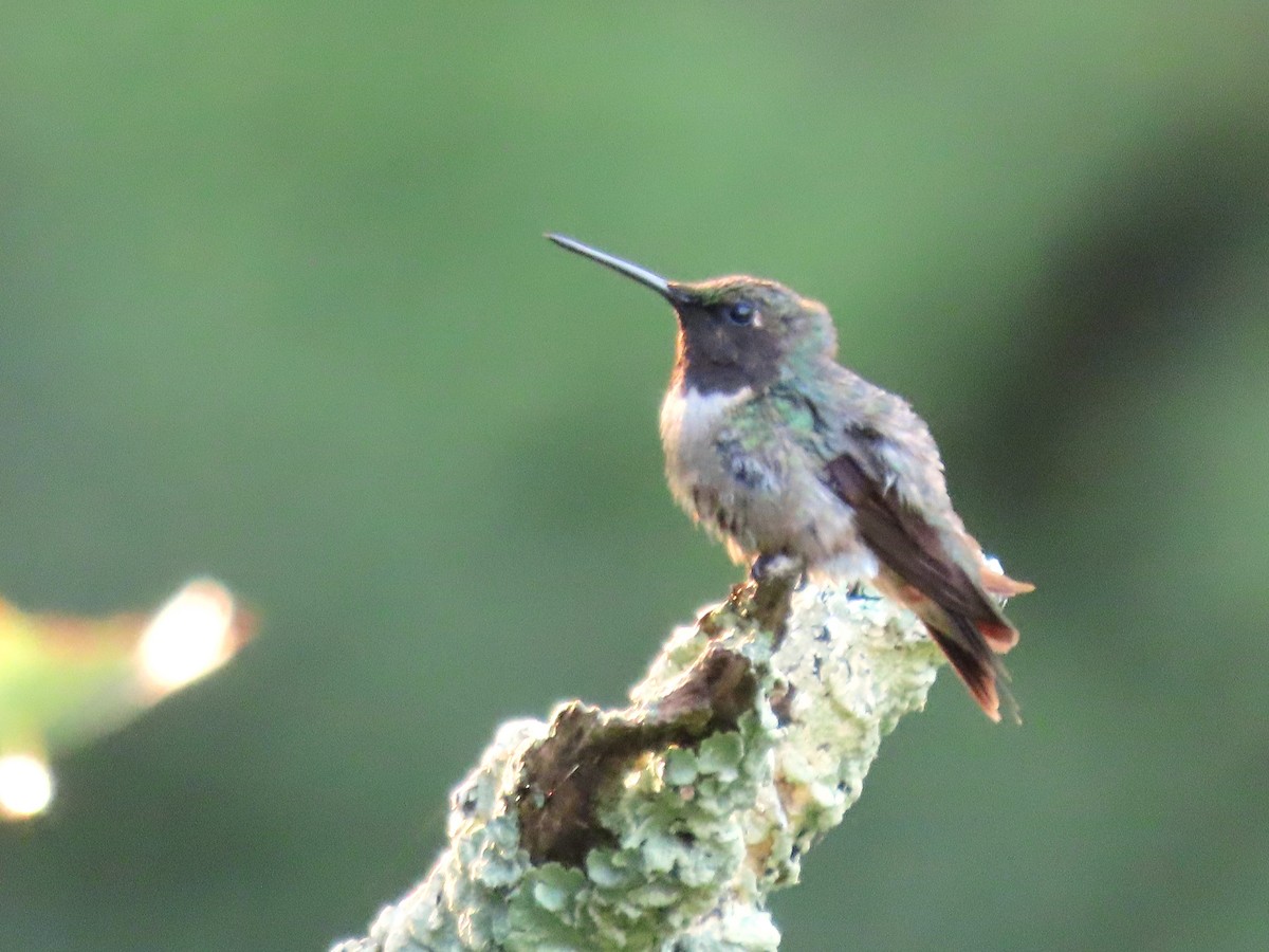 Ruby-throated Hummingbird - ML622047512