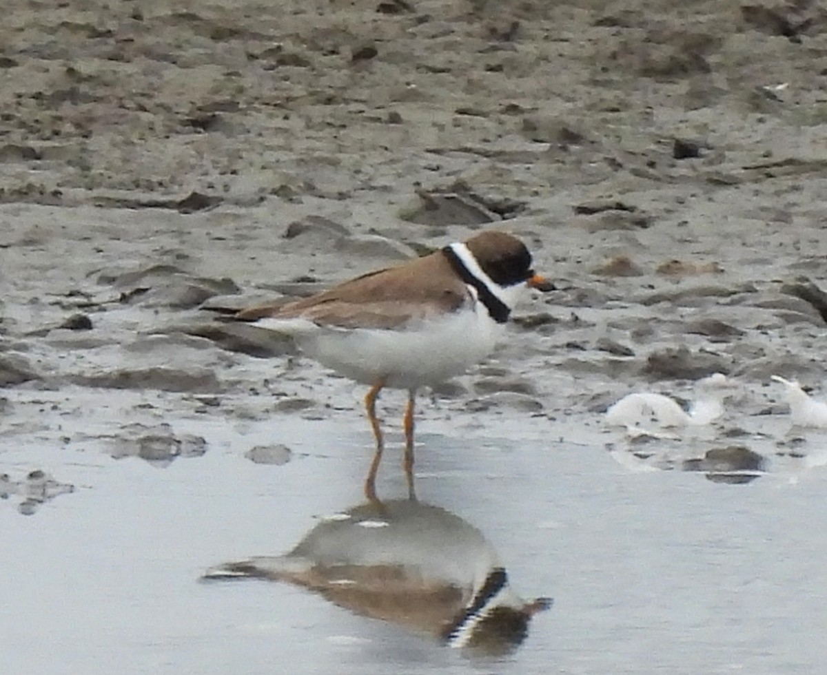 Semipalmated Plover - ML622047513