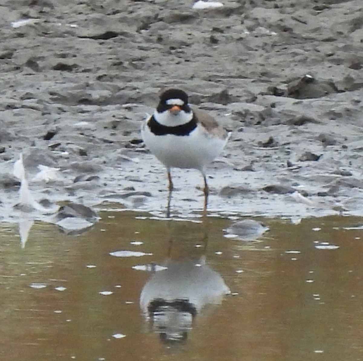 Semipalmated Plover - ML622047514