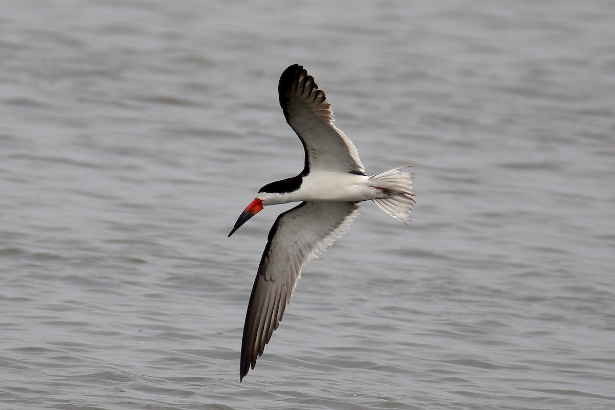 Black Skimmer - ML622047515