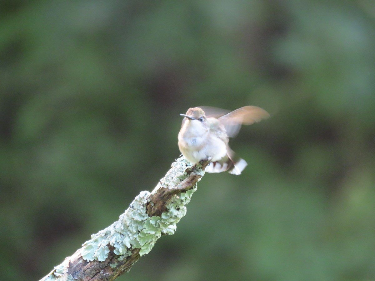 Ruby-throated Hummingbird - ML622047517