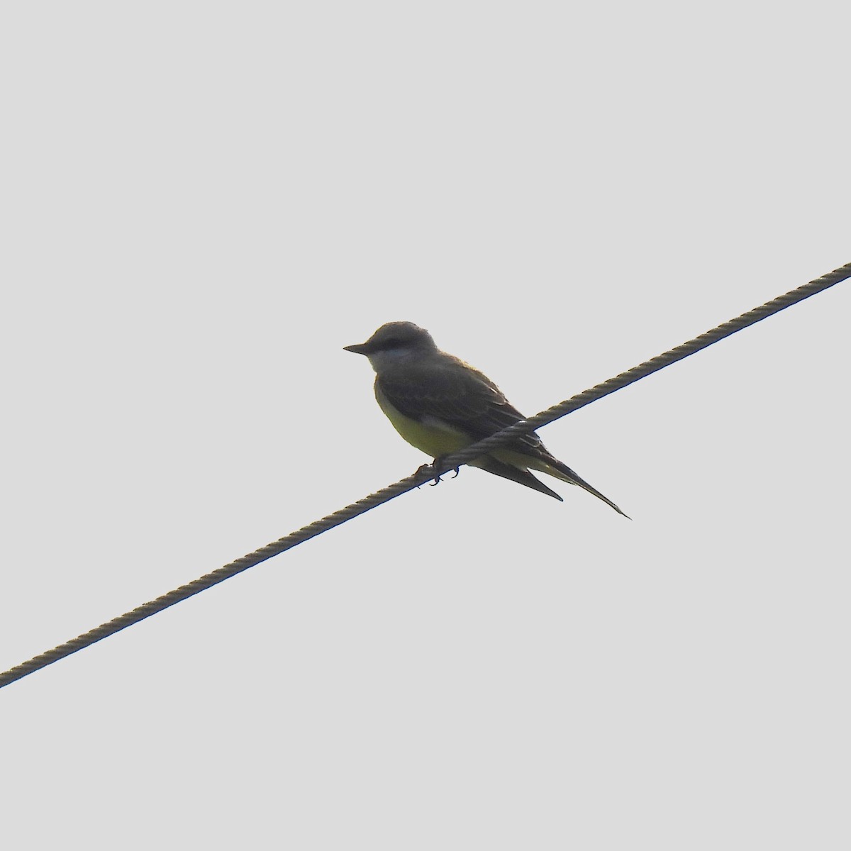 Western Kingbird - Susan Kirkbride