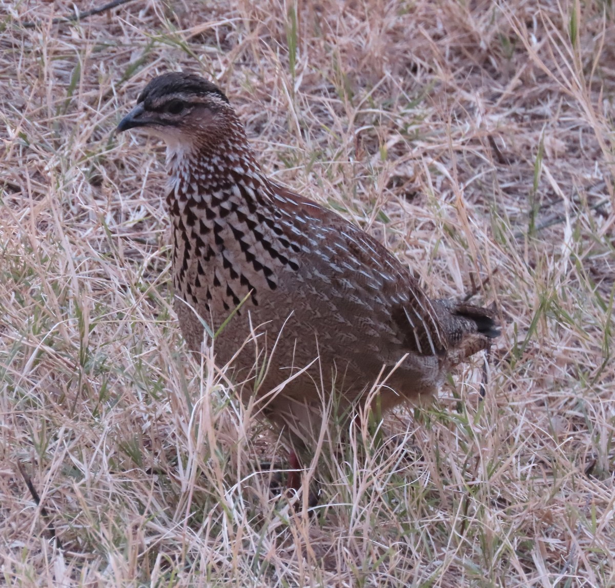 Crested Francolin - ML622047561