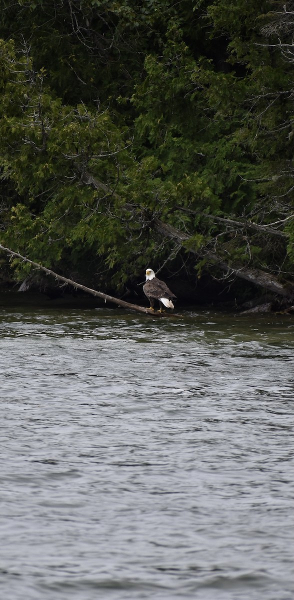 Bald Eagle - ML622047565