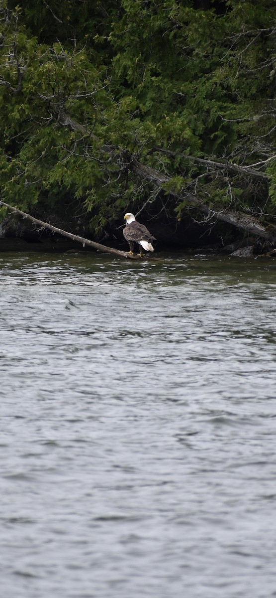 Bald Eagle - Kristen Apolloni