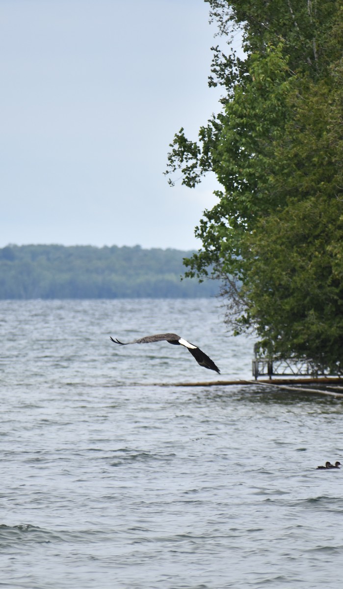 Bald Eagle - ML622047567