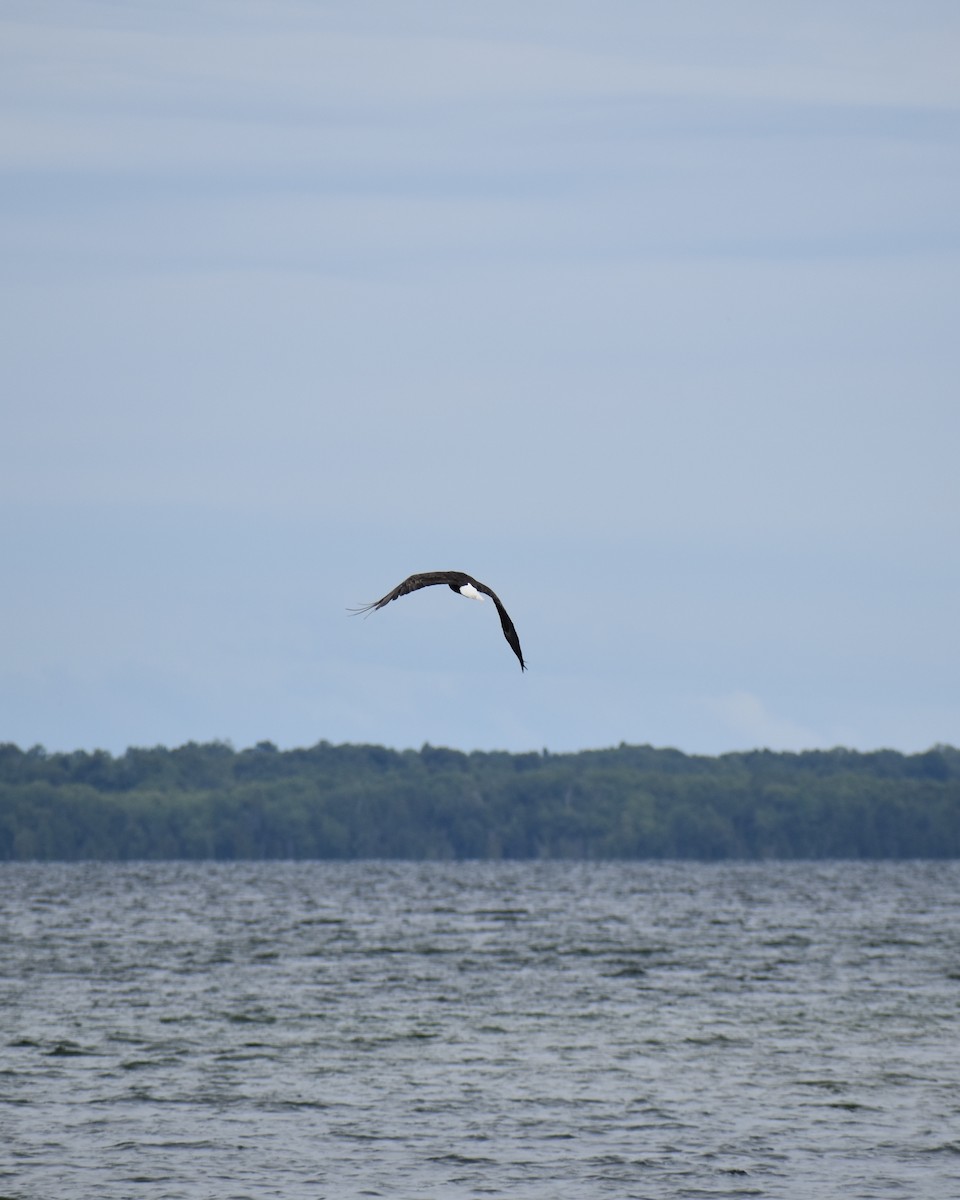 Bald Eagle - ML622047568