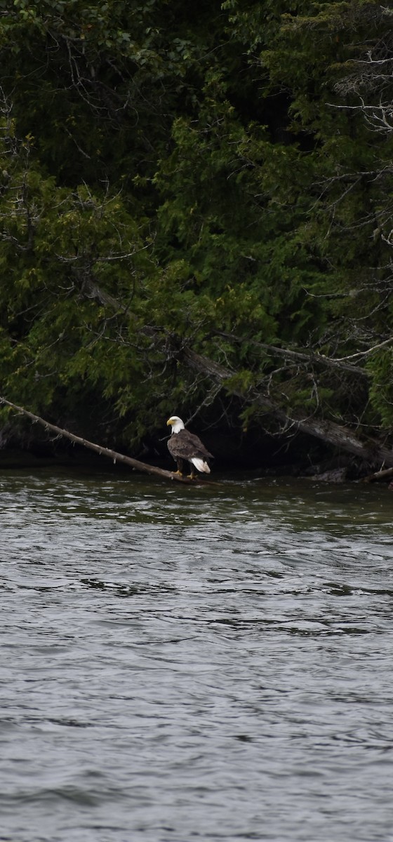 Bald Eagle - ML622047569